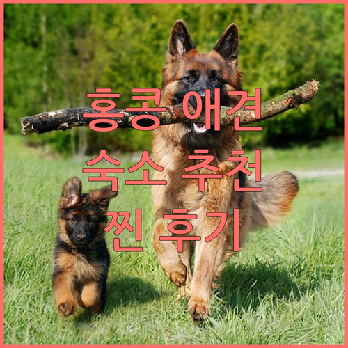 홍콩 애견 동반 숙소 추천 BEST 