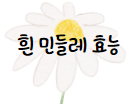 이 이미지를 클릭 하시면 흰 민들레에 관한 포스팅으로 이동 됩니다.