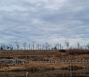 증극-저가-태양광-보조금-없어도