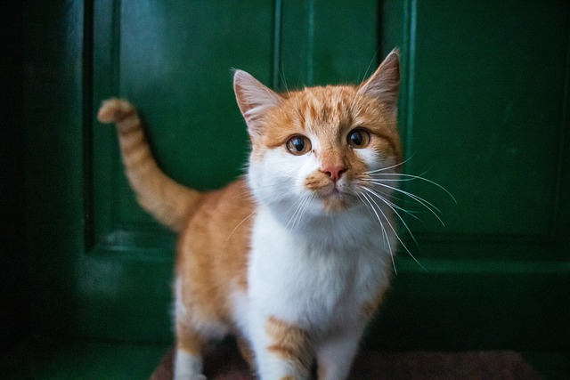 고양이 수염 위치 변화로 읽는 감정 상태와 대처 방법
