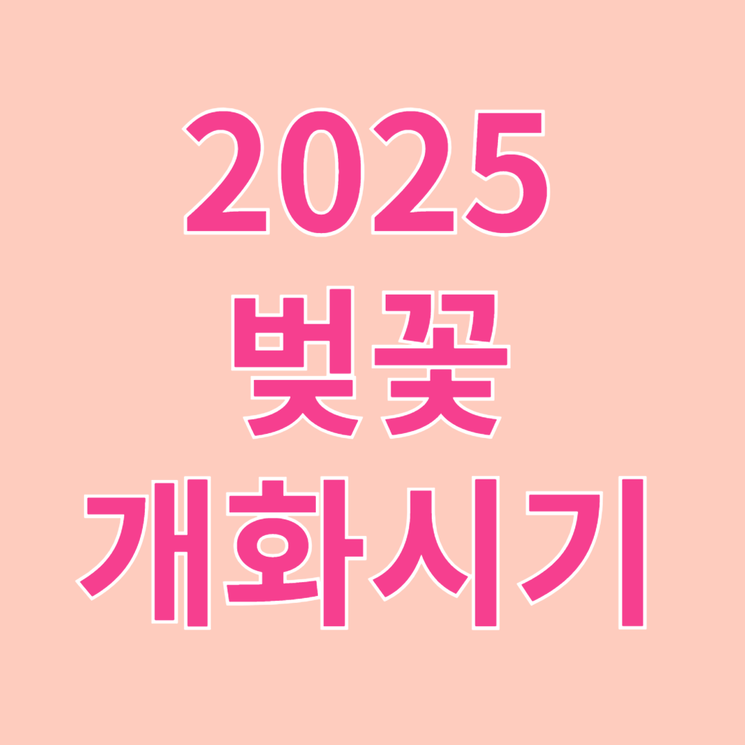 2025 전국 벚꽃 개화 시기 총정리 – 지역별 개화 &amp; 만개 날짜 확인