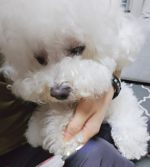  강아지 발톱깎이