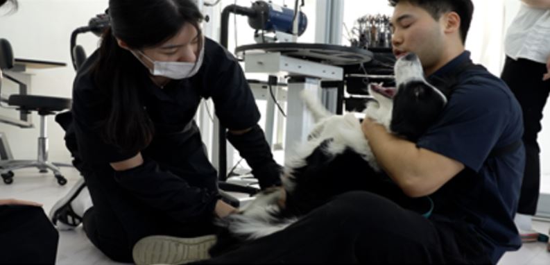 극한직업-예민한반려견전문훈육미용사-수원-반려견미용실-반려견케어의모든것-747화
