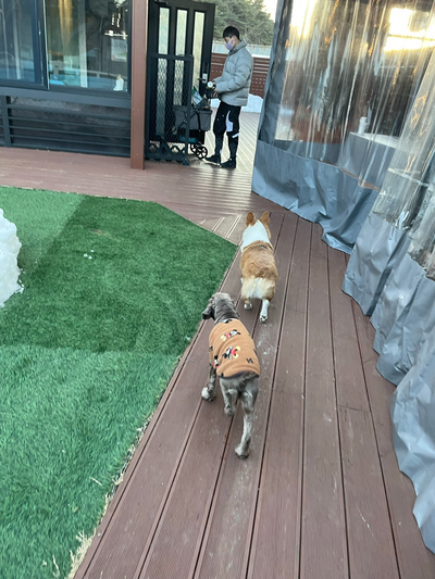 -영진해변,영진횟집,바우카페, 파인힐 애견펜션,속초중앙시장 설연휴 분홍이와의 여행 33