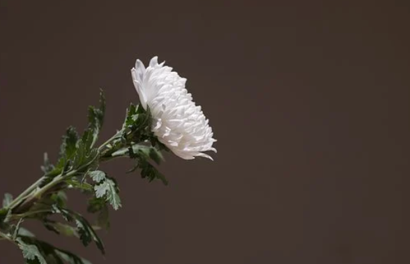  49제 계산 하는 방법