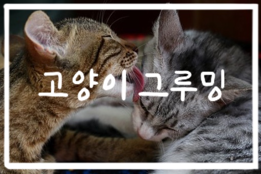  고양이 그루밍에 대한 모든 것(그루밍의 목적, 그루밍의 효과, 그루밍의 기술)