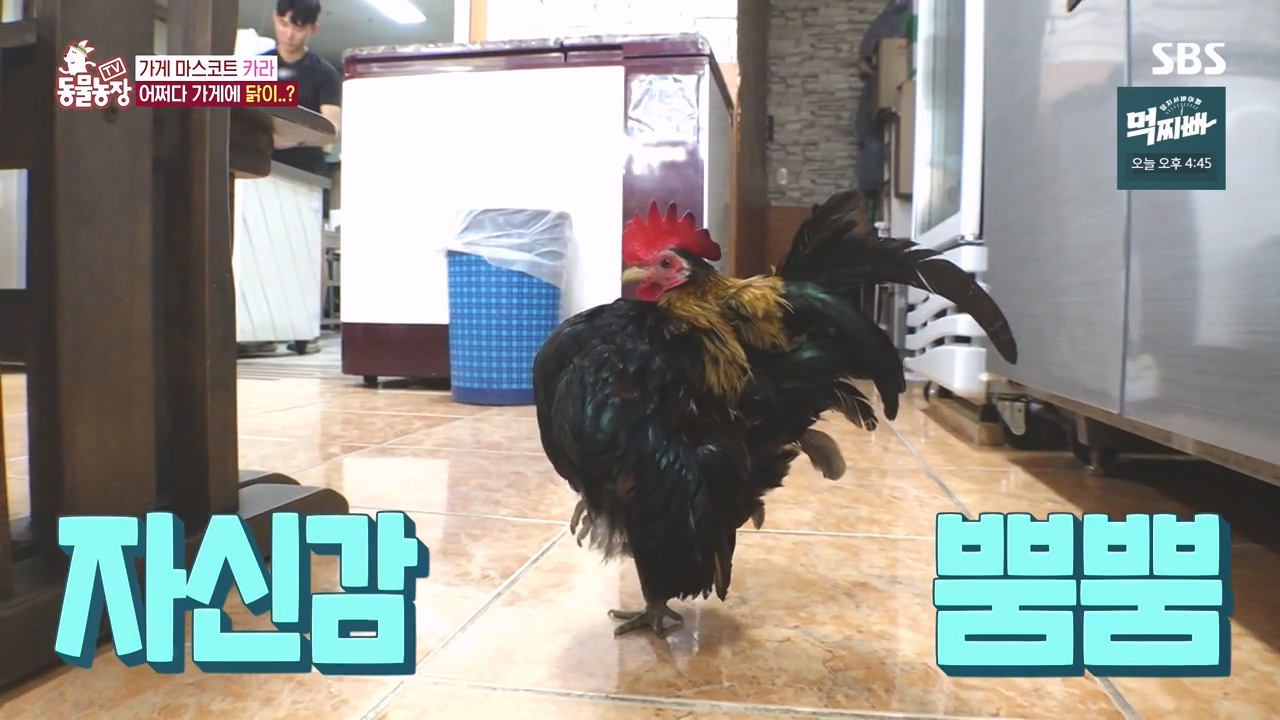 TV 동물농장.E1141.231016p-NEXT.mp4_20231015_172944.262.jpg