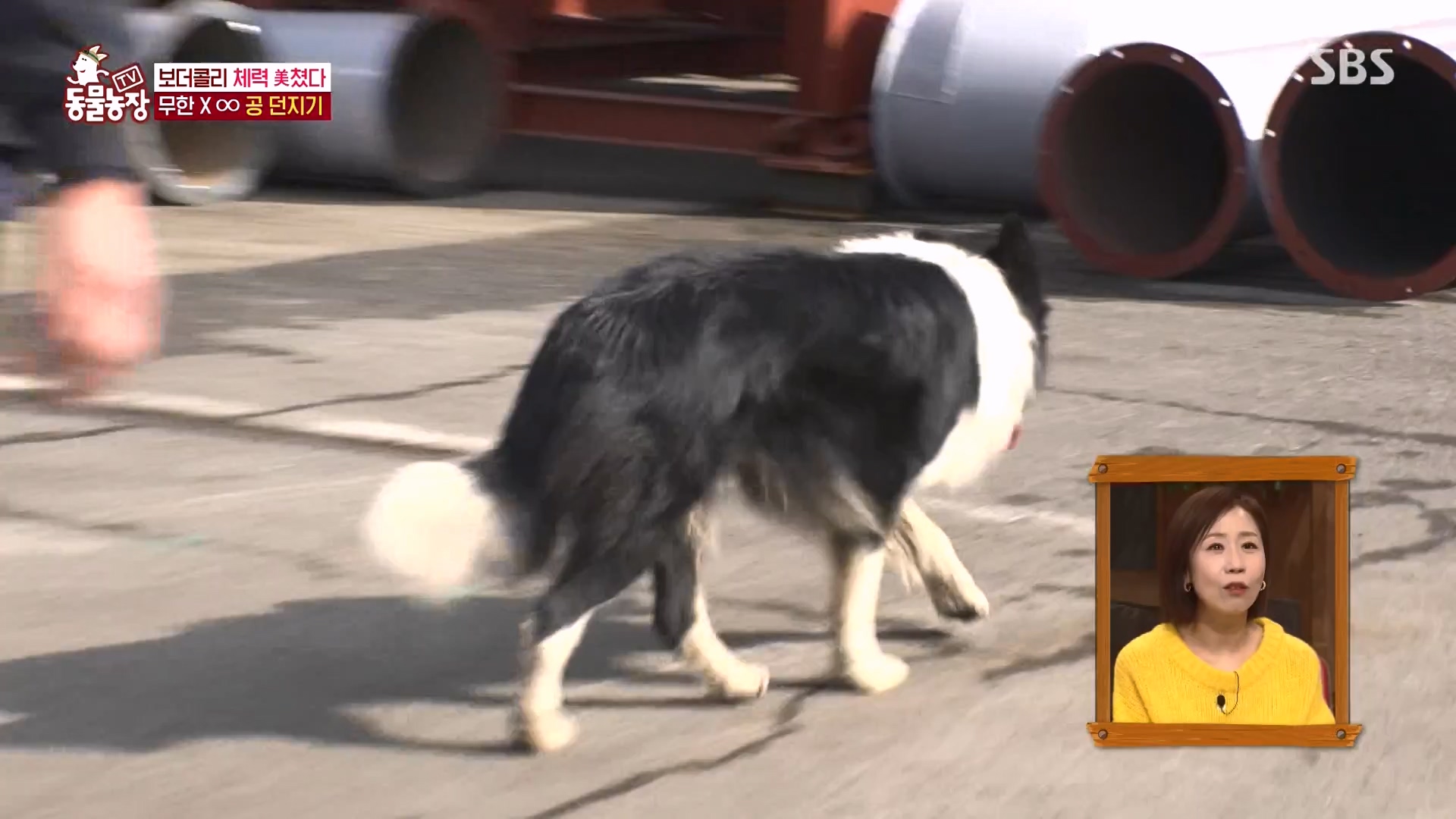 TV 동물농장.E1161.240303p-NEXT.mp4_20240303_172252.894.jpg