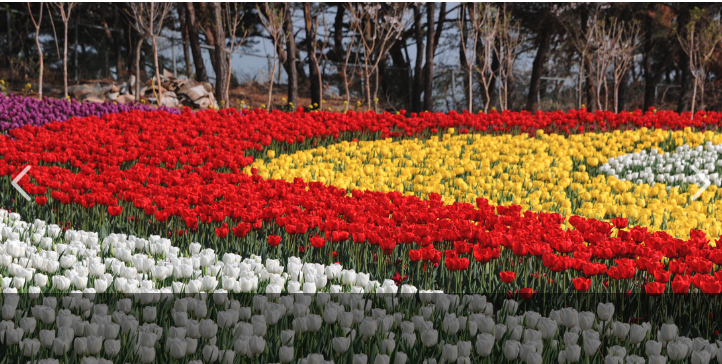 태안 튤립축제
