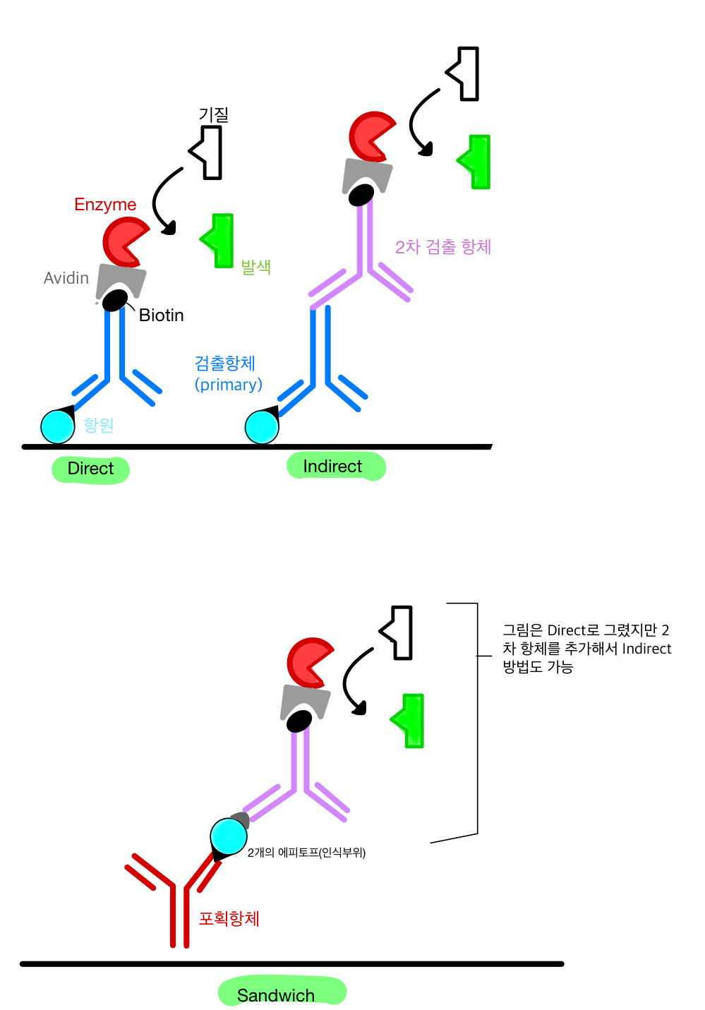  ELISA (Enzyme - linked immunosorbent assay) 