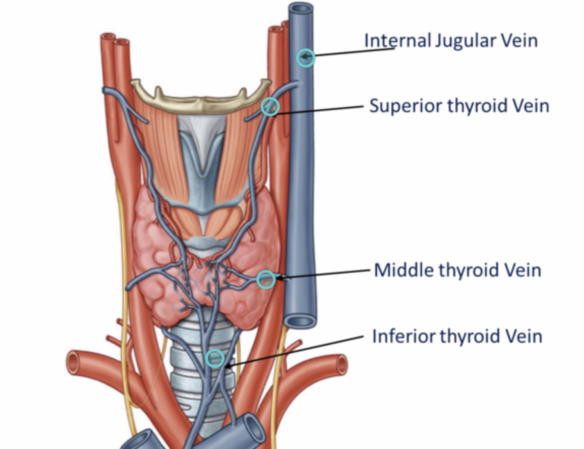 Thyroid vein