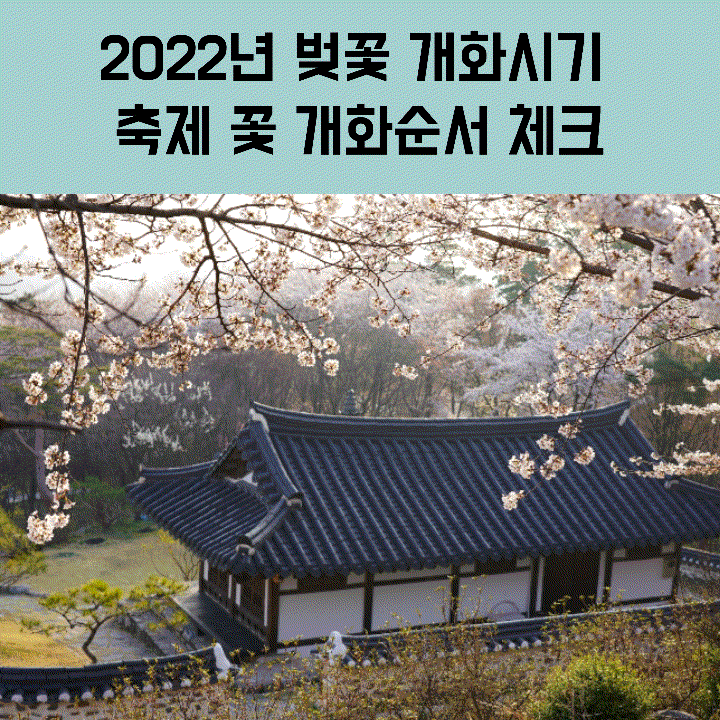 시기 벚꽃 지는 2021년 벚꽃