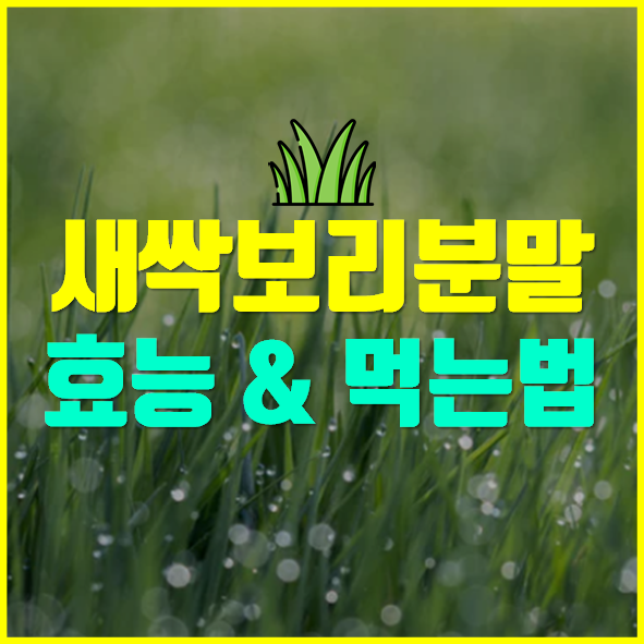 새싹보리 분말 효능 먹는법