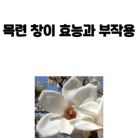 목련 창이 효능과 부작용