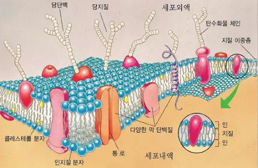 세포막 구조 및 기능 유지