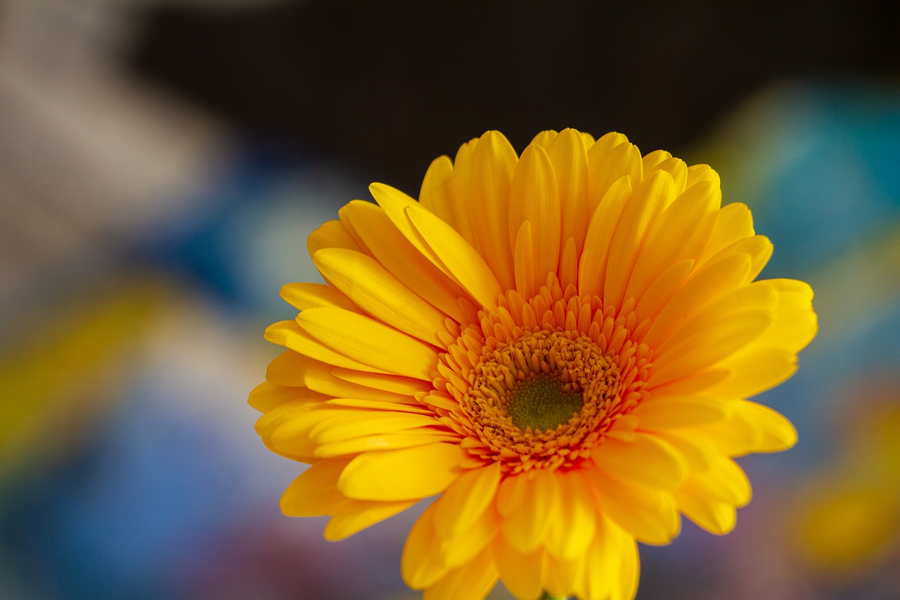  행복이 당신의 나침반이 되길, Gerbera(거베라)