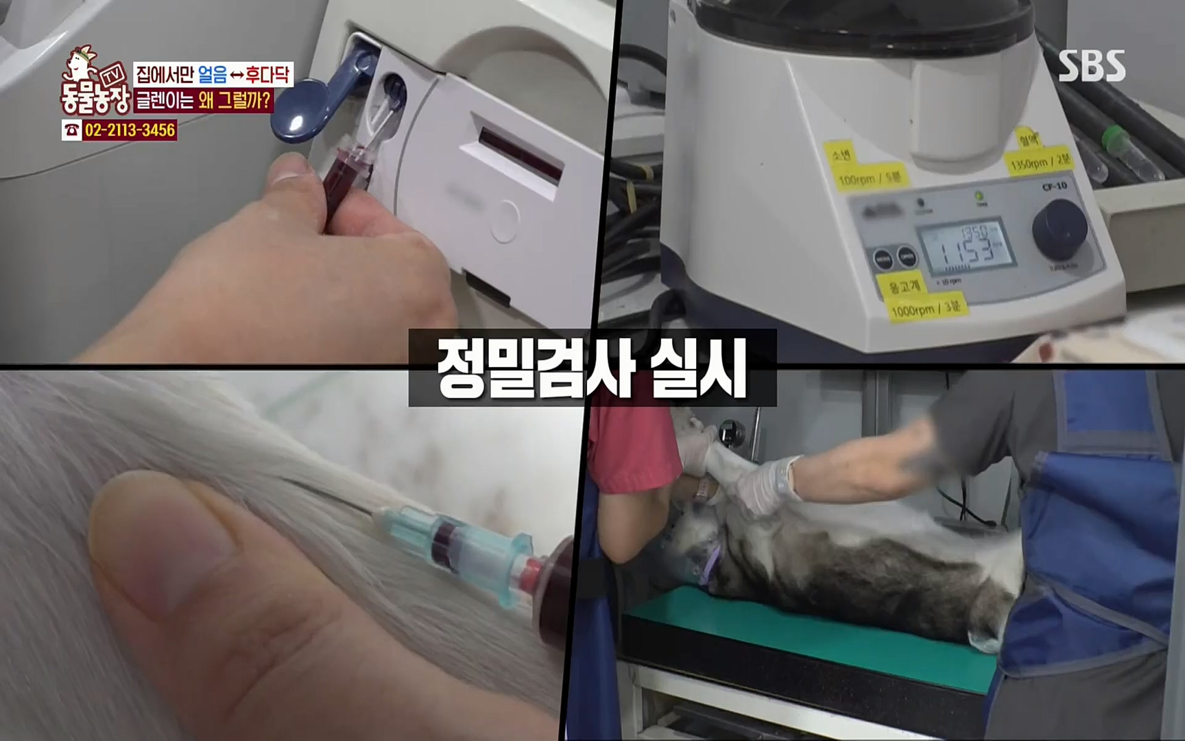 TV 동물농장.E1066.220424p.H264-F1RST.mp4_20220424_201020.322.jpg