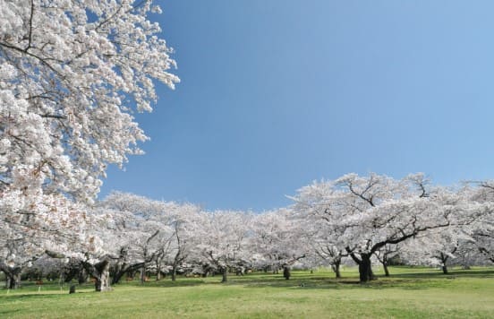 초록빛 잔디 위에 벚꽃 나무들이 흰색 벚꽃을 피우고 있다.