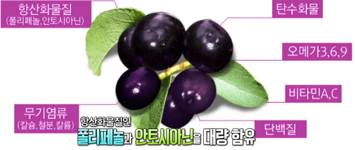  마키베리 효능에 관한 모든것 정리해봤어요.