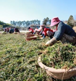 3월 제철 식재료 고추냉이 된장국