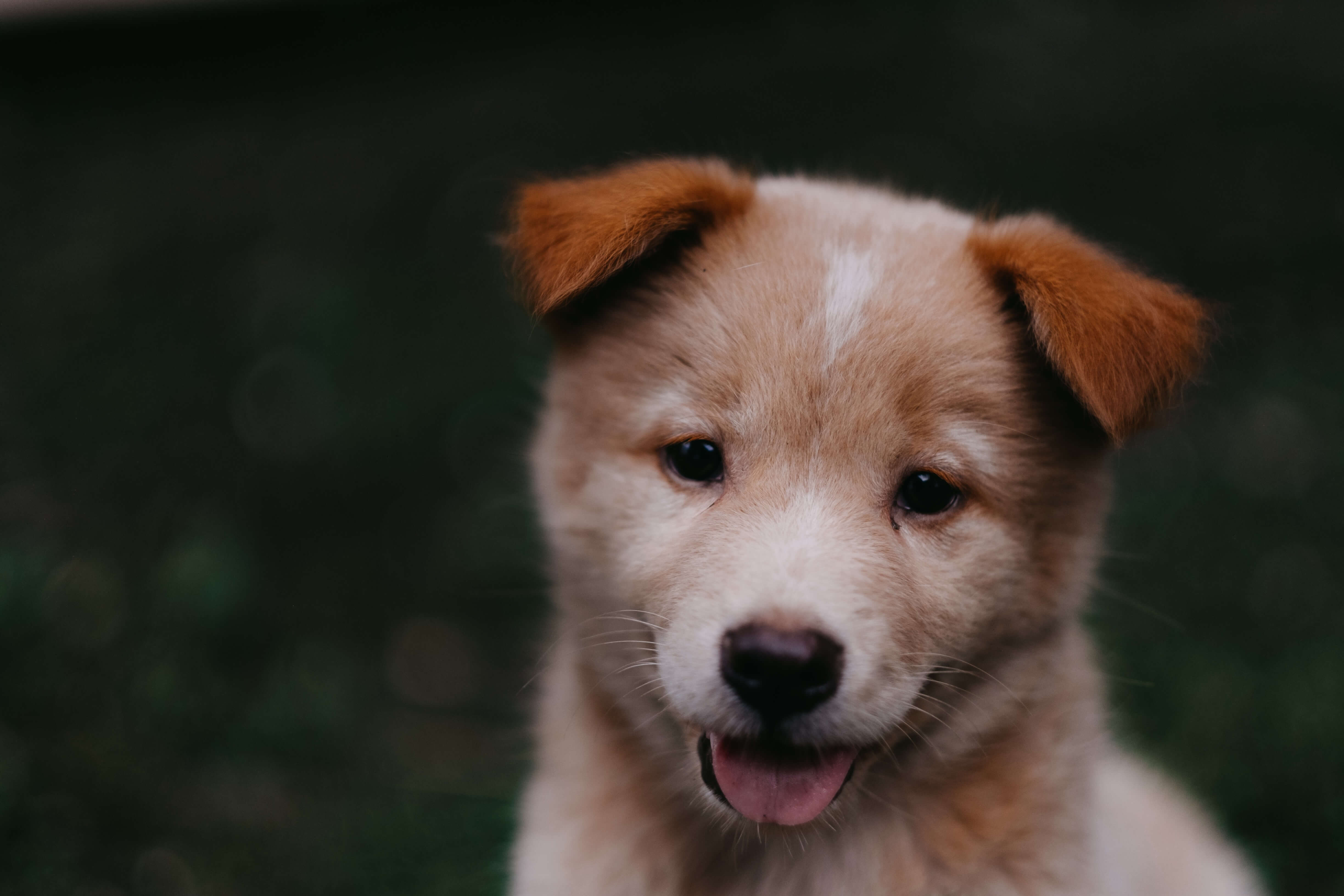 강아지 혀 낼름 이유 및 원인 알아보기(9가지)