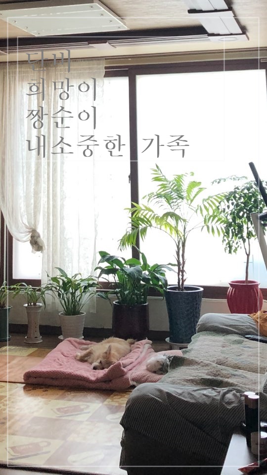  어린 중형견과 늙은 소형견과의 힘겨운 동거생활