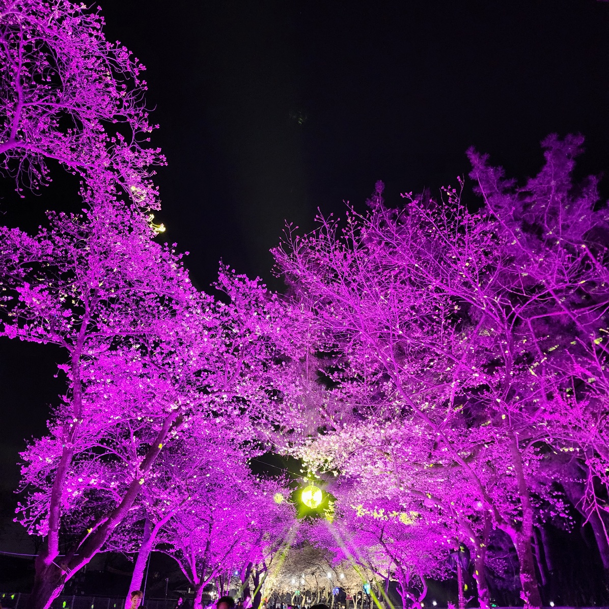 대릉원-돌담길-벚꽃축제