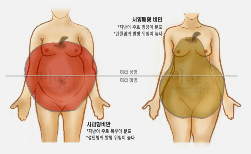 갱년기 여성에게 복부비만은 불가피한가? 1