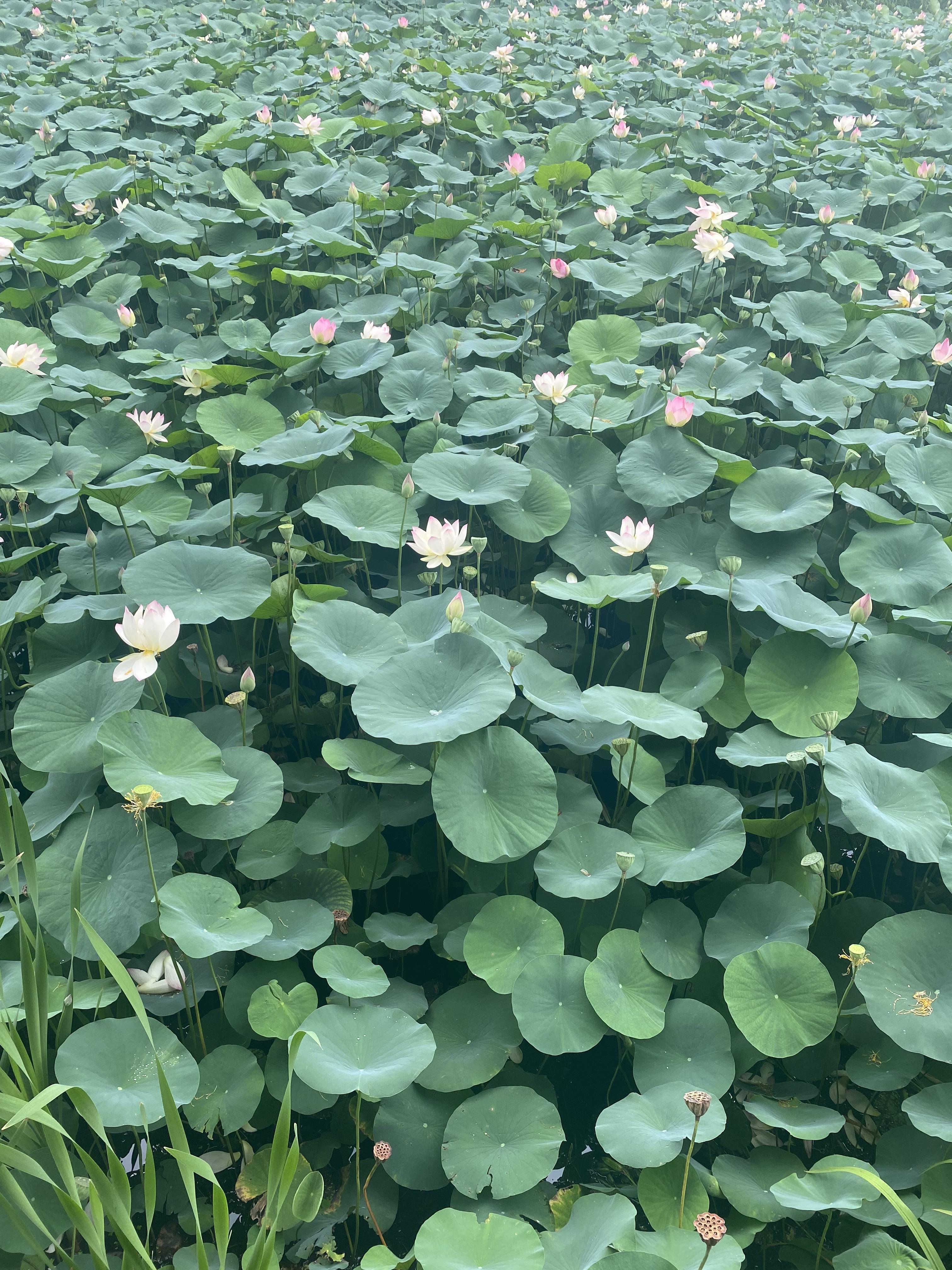 경주 보문호