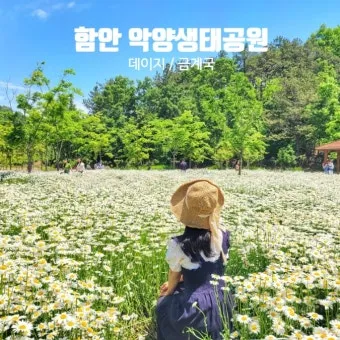 함안 악양생태공원 샤스타데이지 꽃밭 완벽 관람 가이드_3