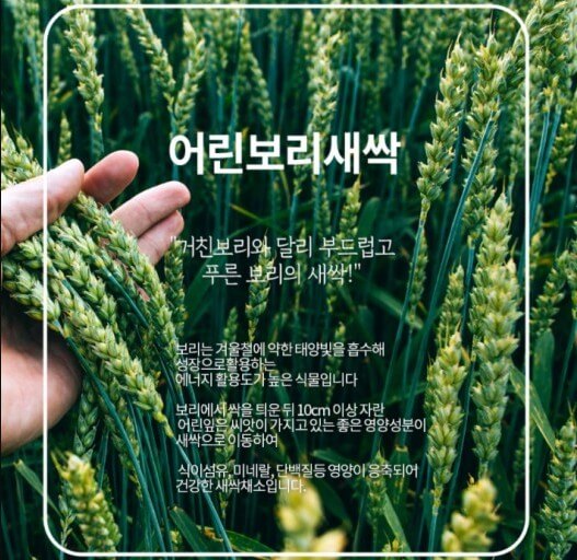  새싹보리 효능 11가지 알아보자