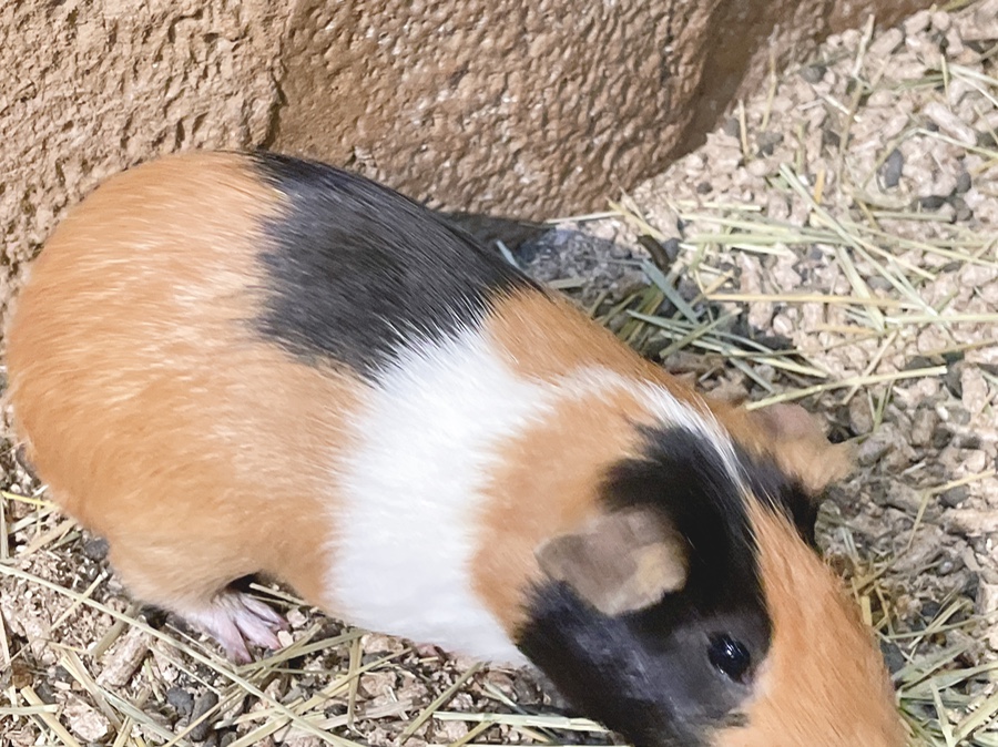 기니피그 키우기 기니피그 키우기수명과 주의점 (집 2