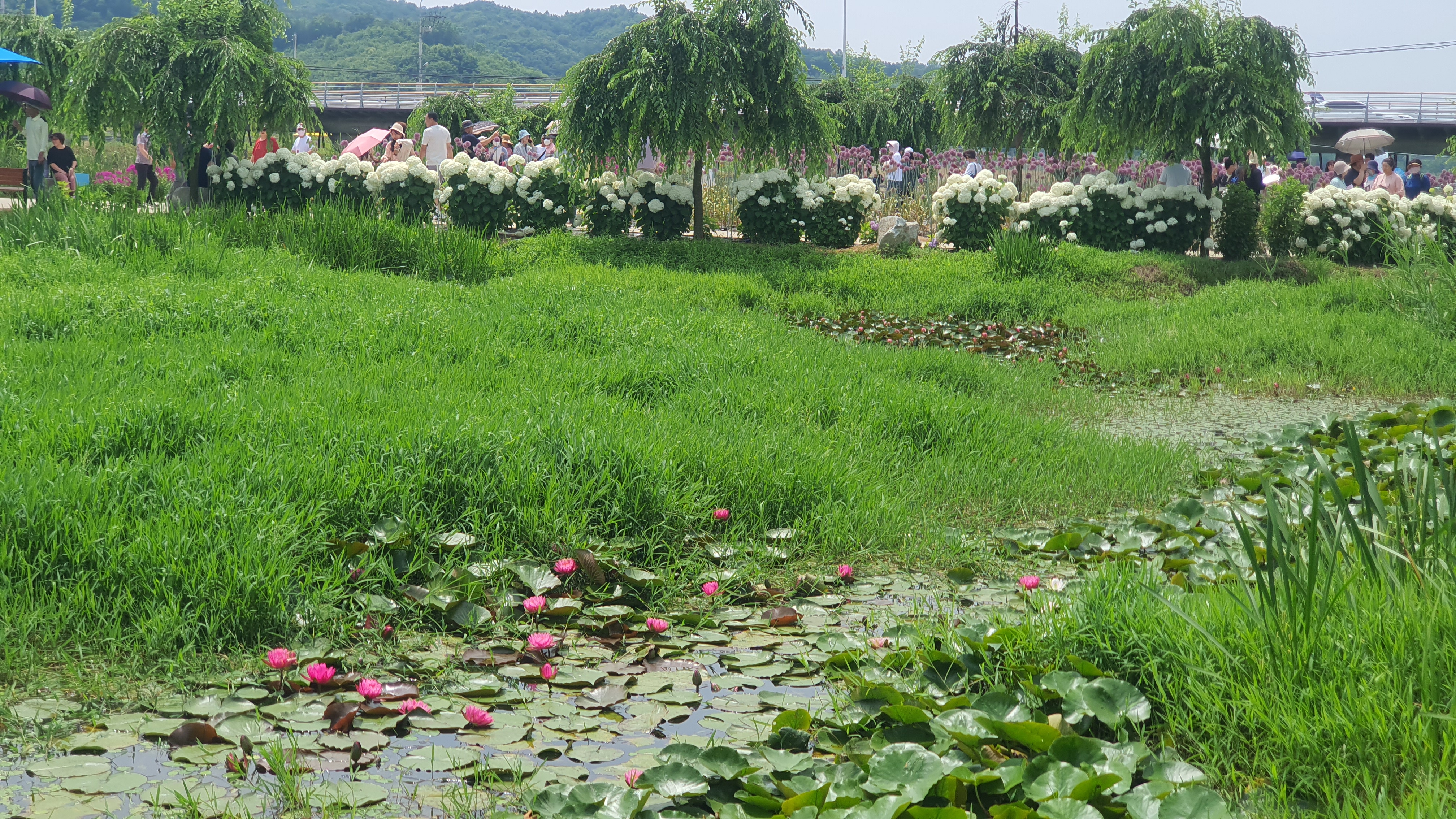 공주 유구 수국축제 주차정보(6월 충남 꽃축제)