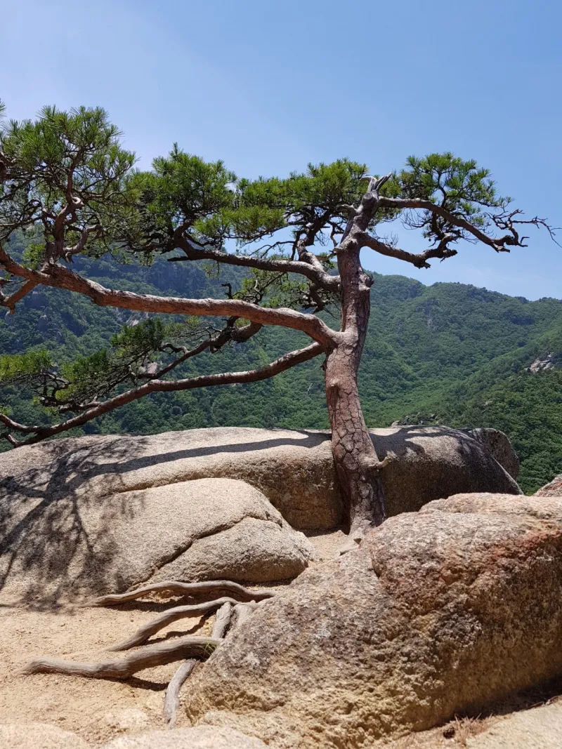 창원 비음산