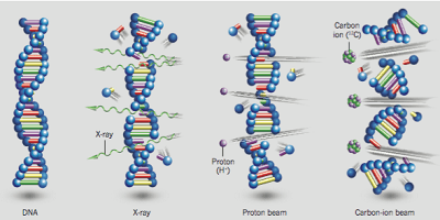 바사선의 종류에 다른 DNA 절단 차이