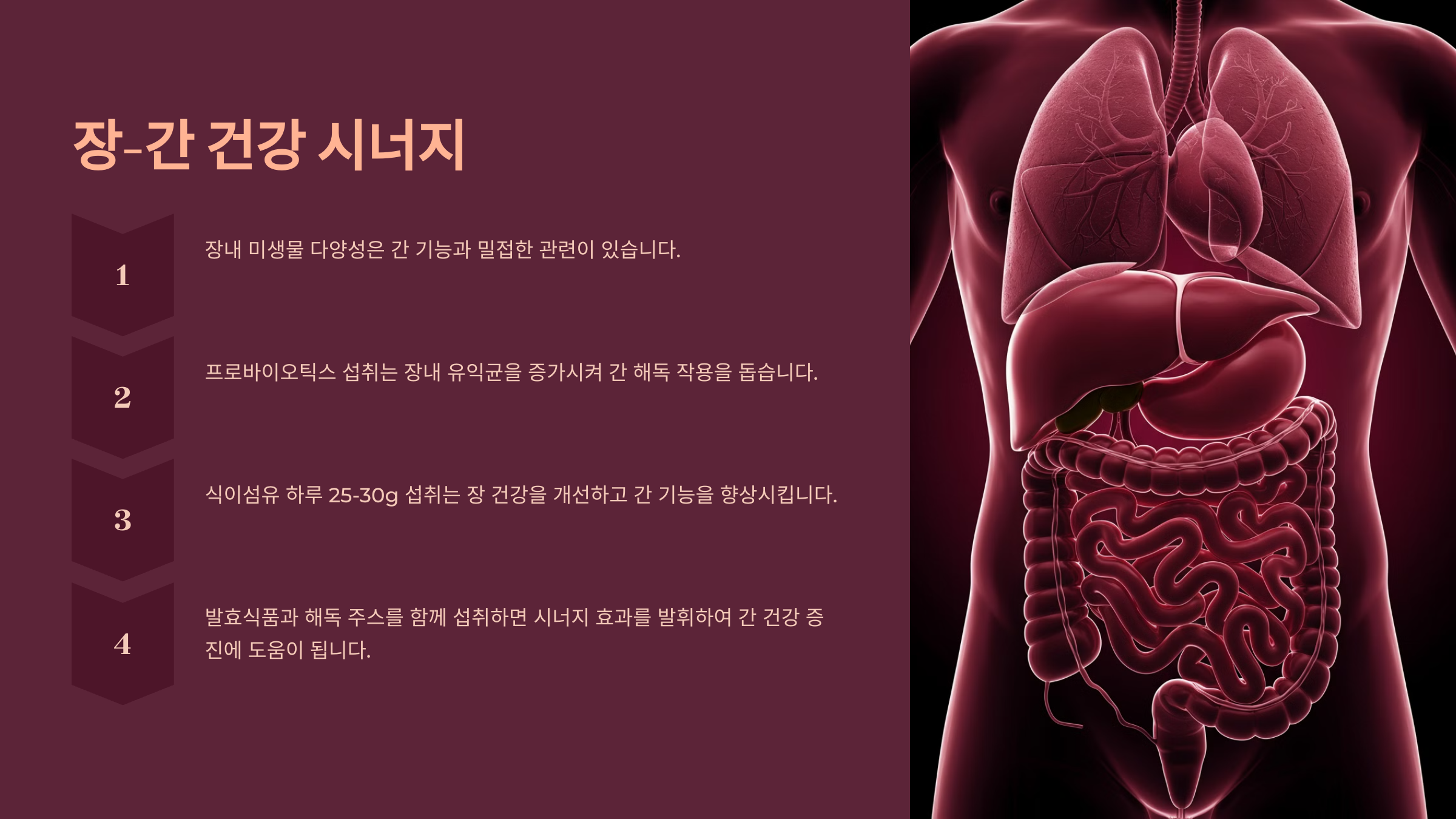 장 건강과 간 건강의 밀접한 관계