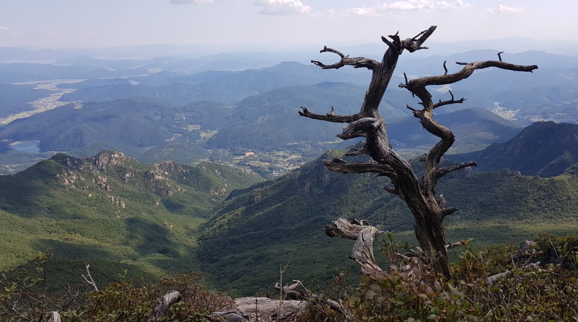 합천 가야산 고목