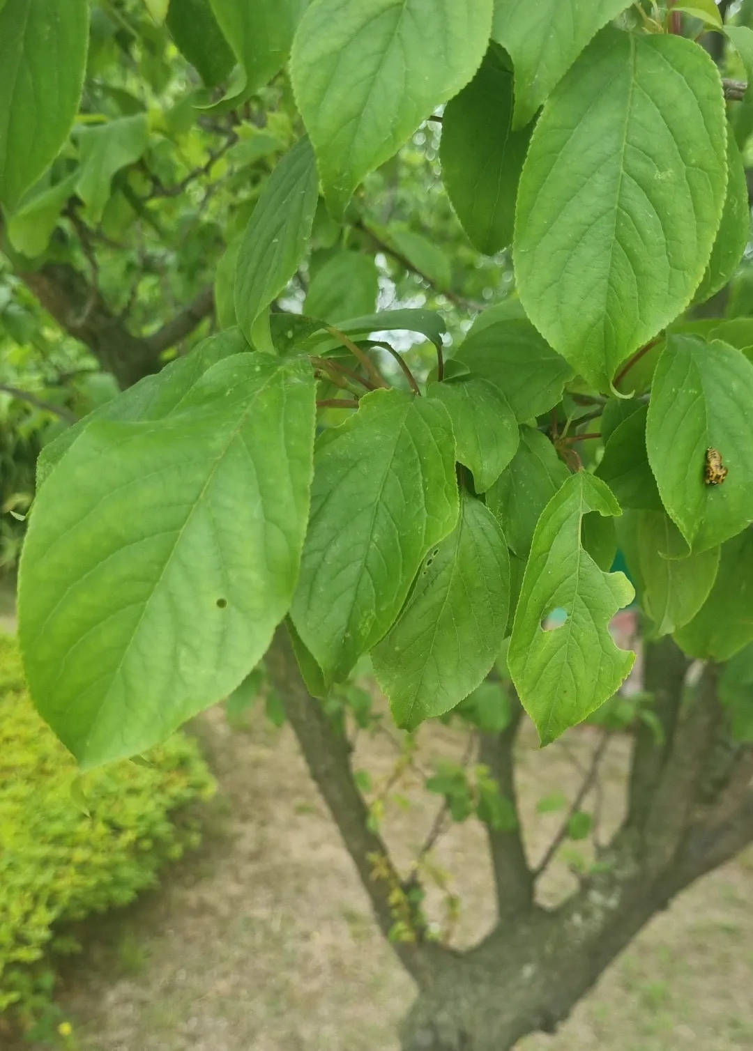  자두나무, 자두나무의 효능