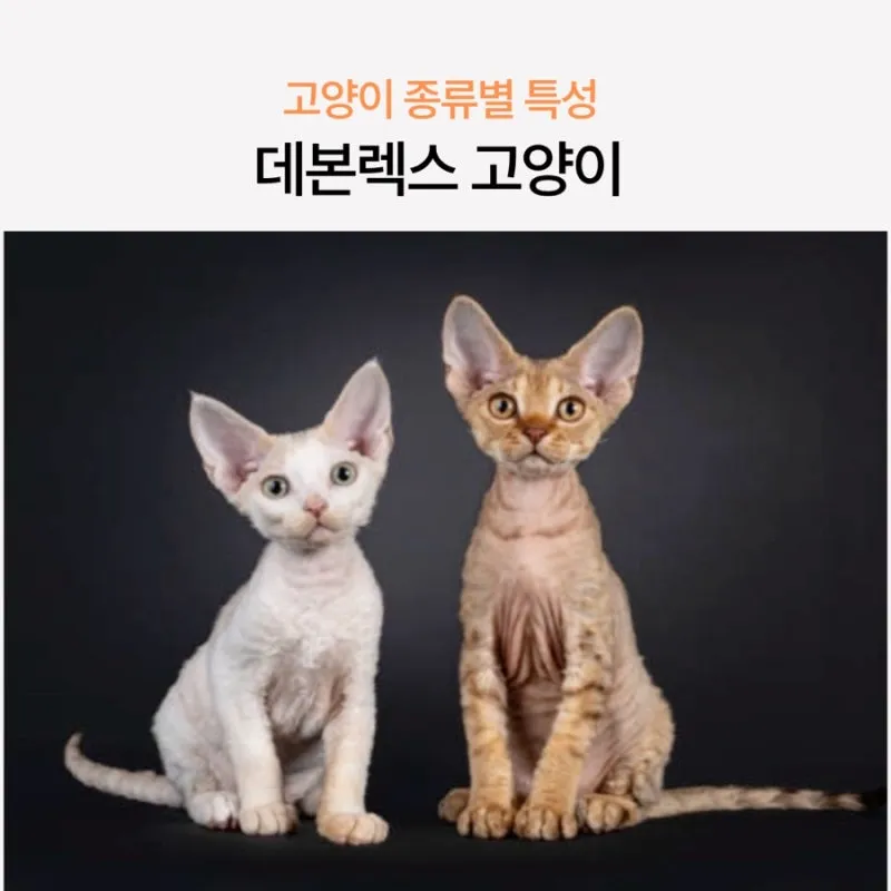 데본렉스 가격 키우기 분양 수명 먹이 성격 종류_2