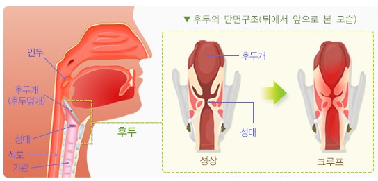 후두 위치 및 후두 단면도