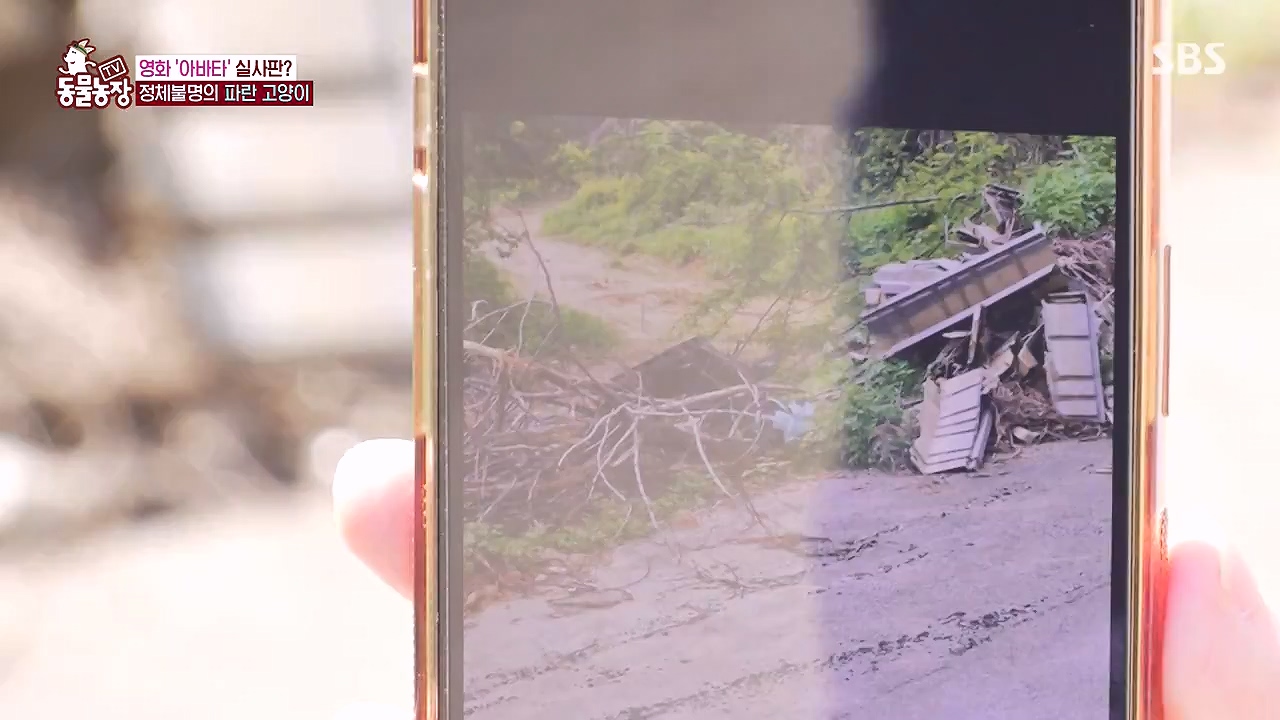 TV 동물농장.E1177.240624p-NEXT.mp4_20240623_163732.746.jpg