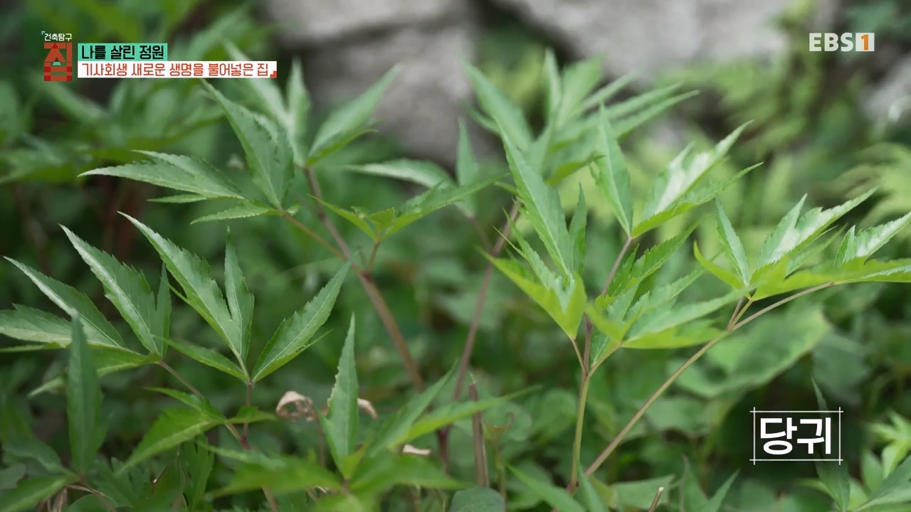 TV - 전 국민의 평생학교 EBS나를 살린 정원.mp4_20230814_211341.402.jpg