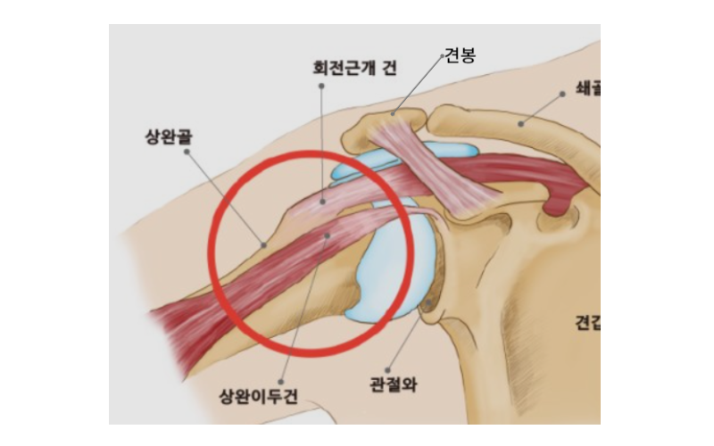 어깨 뼈와 주변 근육들