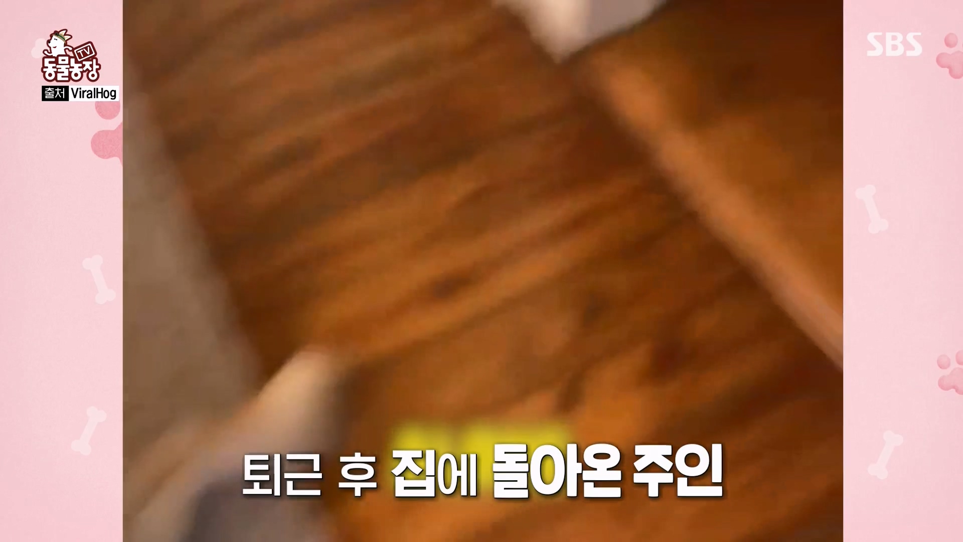 TV 동물농장.E1157.240204p-NEXT.mp4_20240204_164324.994.jpg