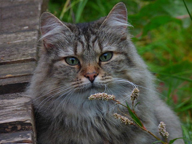 노르웨이숲 고양이
