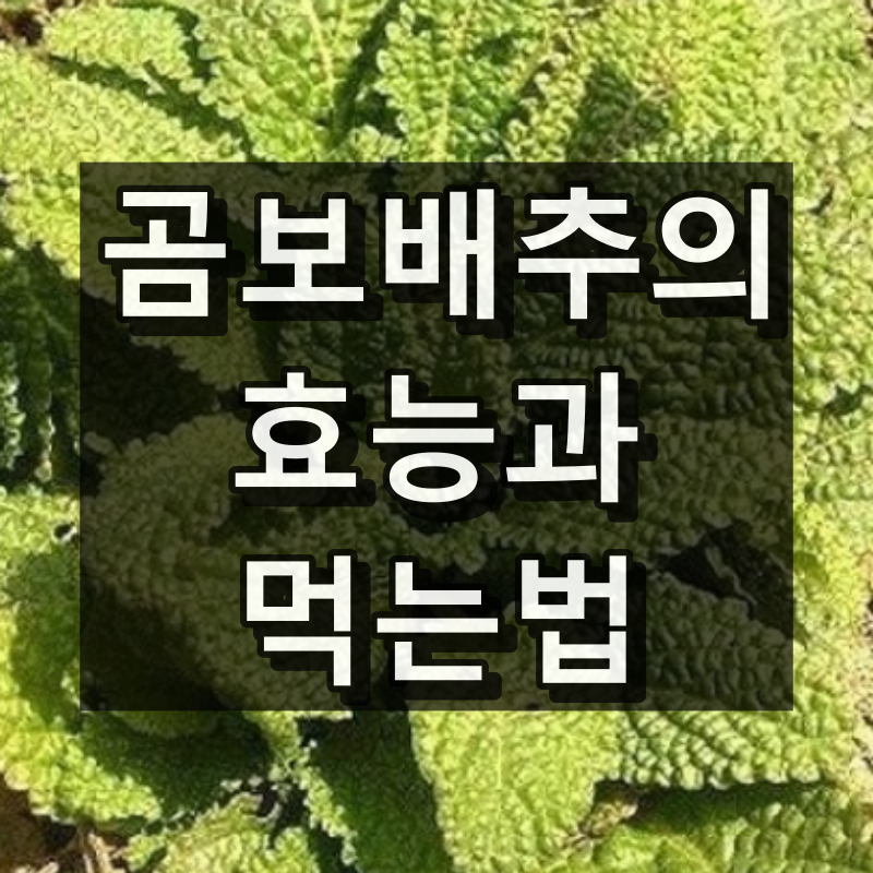 곰보배추의 효능과 먹는법 대표 이미지