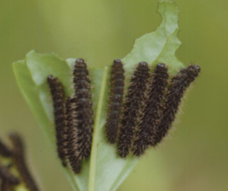  [산림청] 개나리잎벌