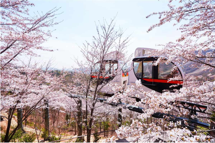 화담숲 벚꽃 예약