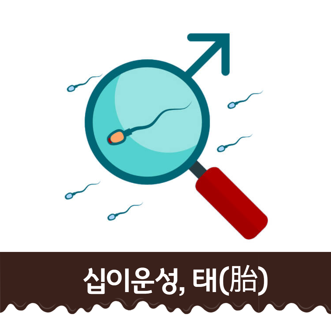  새로운 아이디어의 마르지 않는 샘물 - 십이운성 태