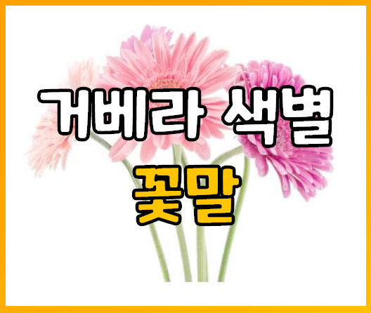  거베라의 색깔별로 알아보는 꽃말 종류 특징